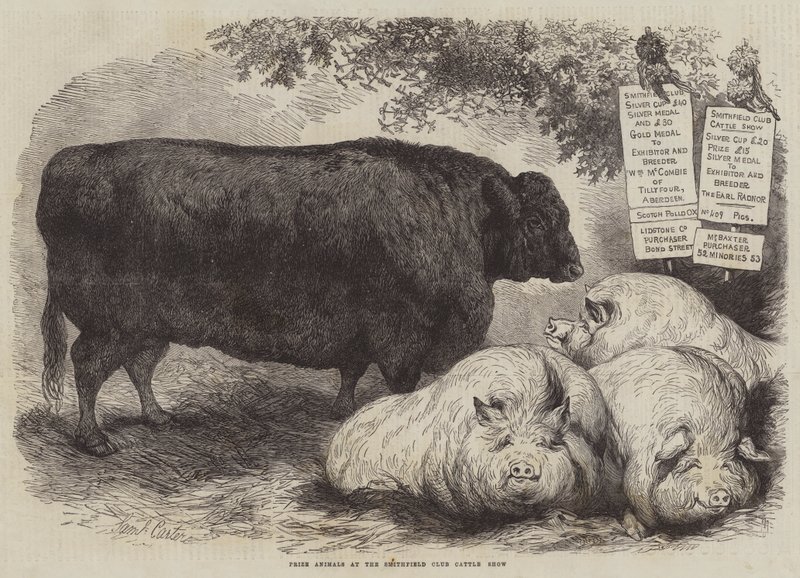 Prize Animals at the Smithfield Club Cattle Show by Samuel John Carter