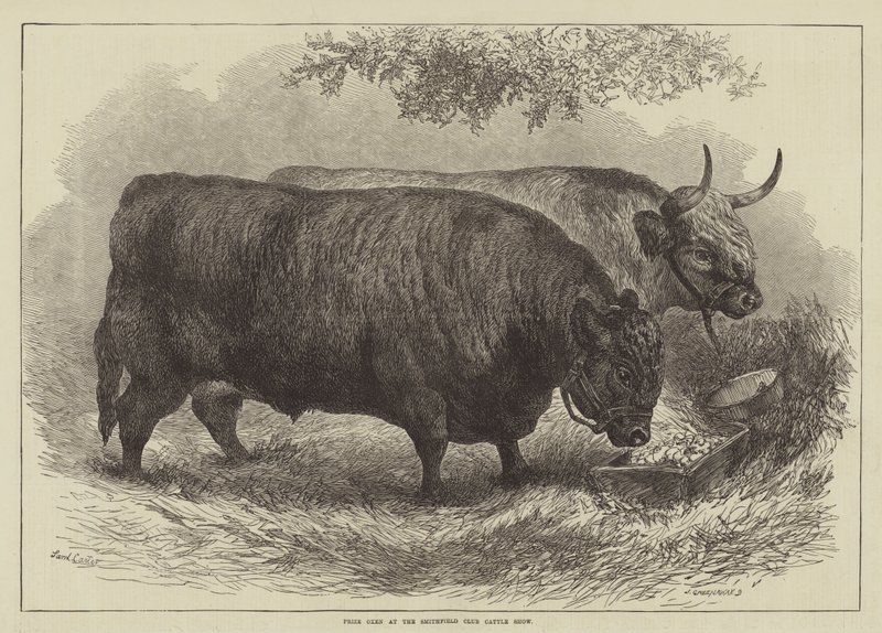 Prize Oxen at the Smithfield Club Cattle Show by Samuel John Carter