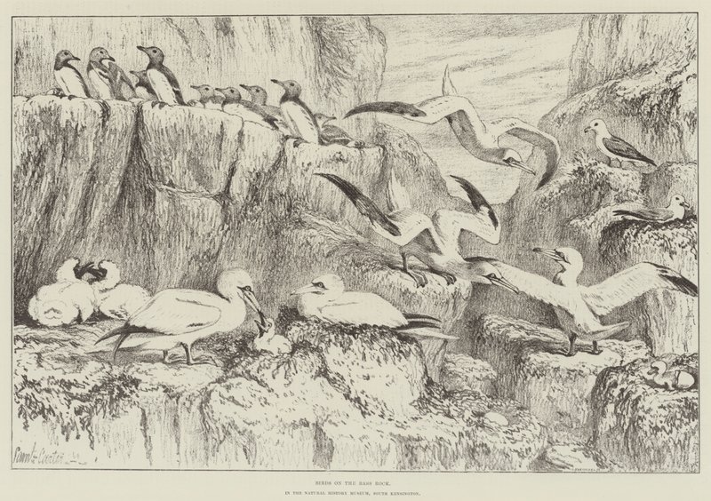 Birds on the Bass Rock, in the Natural History Museum, South Kensington by Samuel John Carter