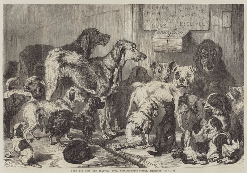 Home for Lost and Starving Dogs, Hollingsworth-Street, Islington by Samuel John Carter