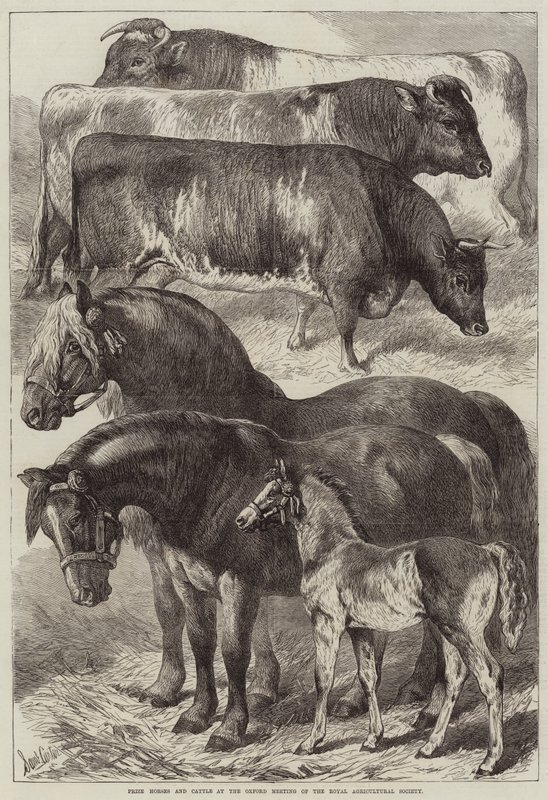 Prize Horses and Cattle at the Oxford Meeting of the Royal Agricultural Society by Samuel John Carter