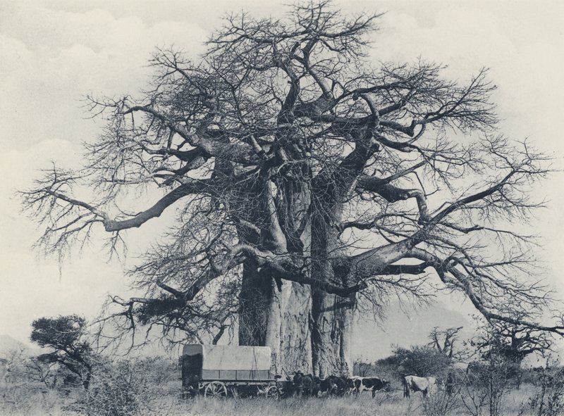 A Baobab Tree by South African Photographer