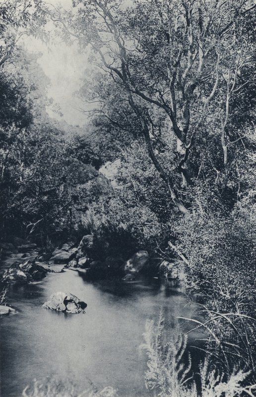 A Fairy Scene, near Witpoortje (b/w photo) by South African Photographer