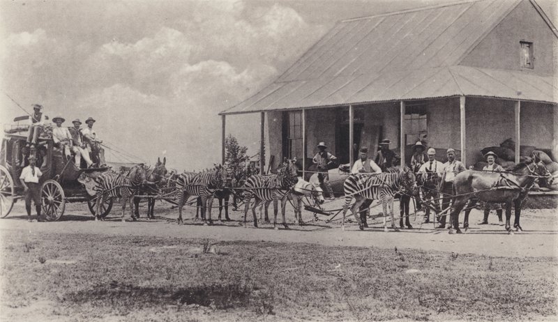 A Novel Means of Transport, Zebras to draw the Mail Coach (b/w photo) by South African Photographer