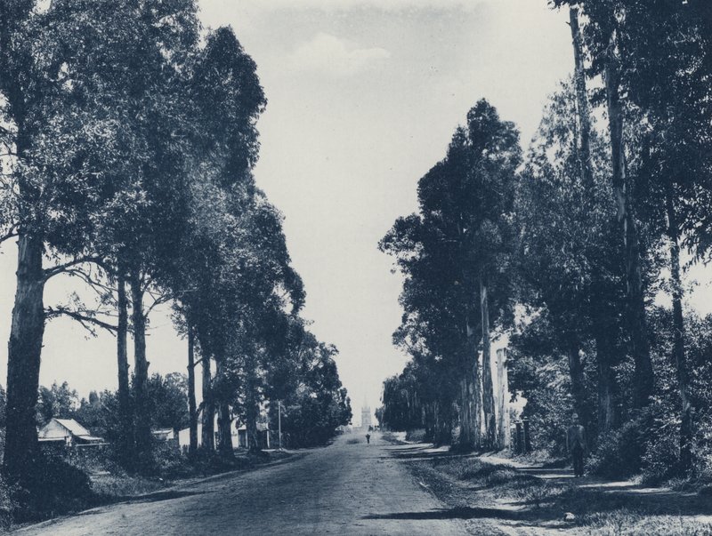 Avenue of Blue Gum Trees, Pretoria by South African Photographer