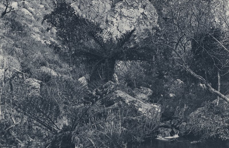 In the Witpoortje Kloof (b/w photo) by South African Photographer