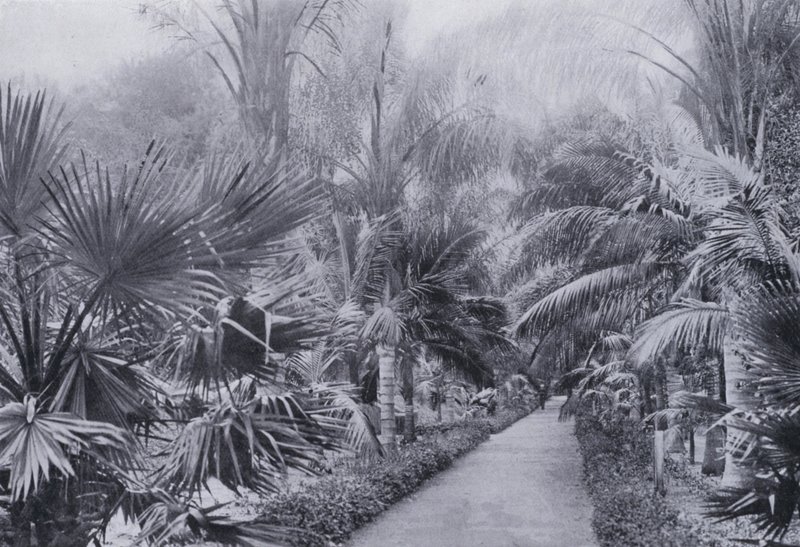 Palm Avenue, Botanic Gardens, Durban by South African Photographer