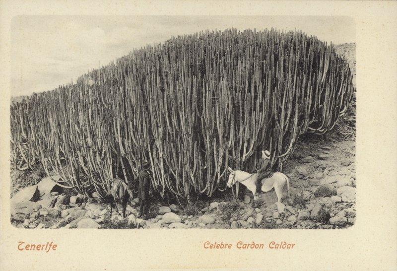 Men Viewing the Famous Cactus at Cardon in Tenerife by Spanish Photographer