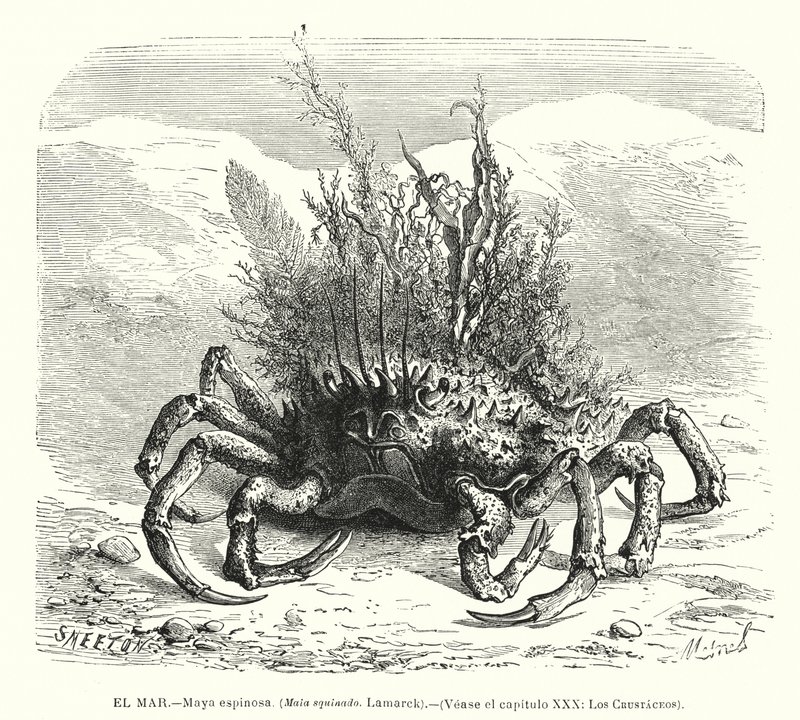 European spider crab (Maja squinado) by Spanish School