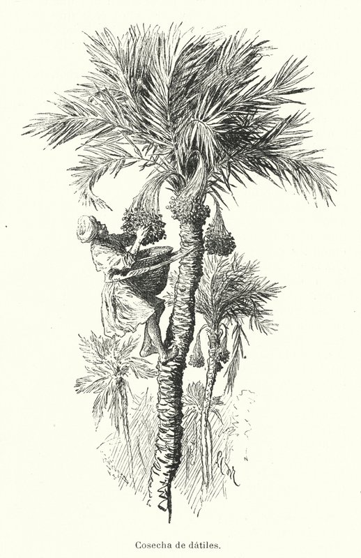 Harvesting Dates by Spanish School