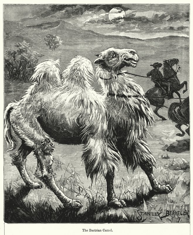 The Bactrian Camel by after Stanley Berkeley