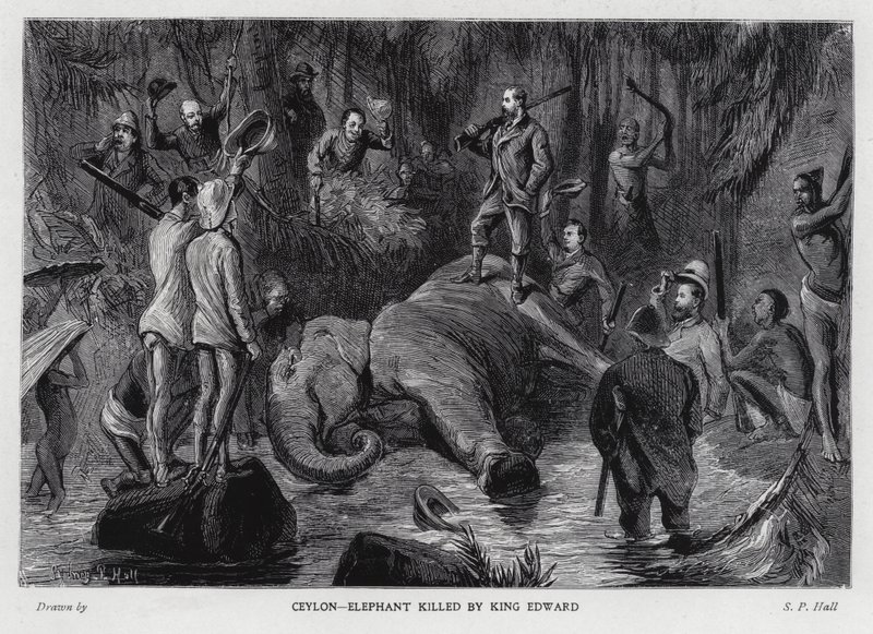 Elephant killed by King Edward VII by Sydney Prior (after) Hall