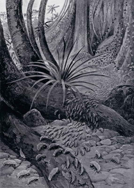 The Coushie or Leaf-Cutting Ant by Theobald Carreras