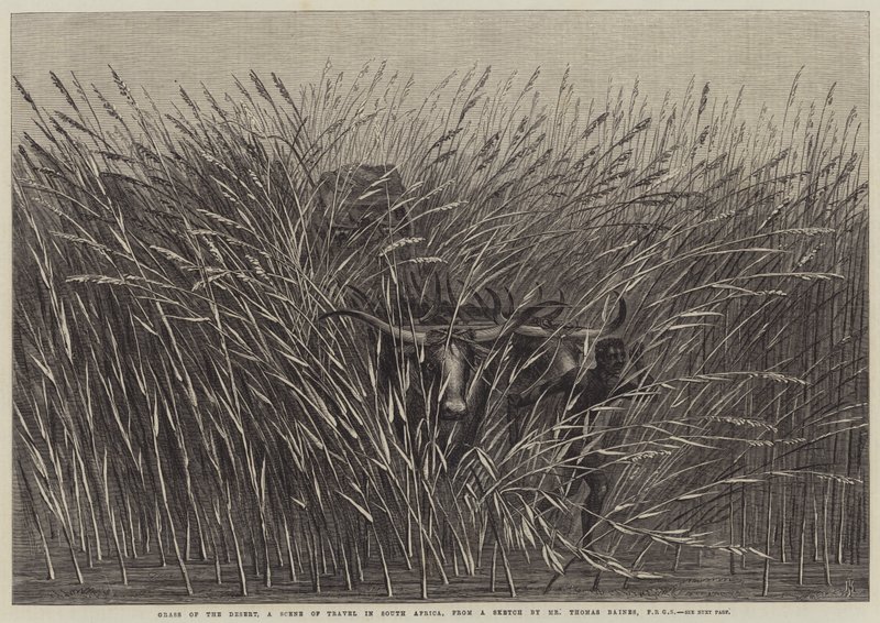 Grass of the Desert, a Scene of Travel in South Africa by Thomas Baines