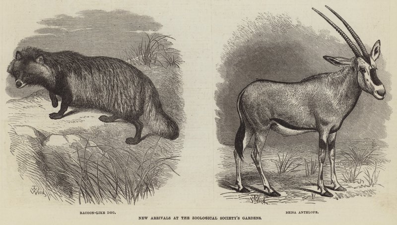 New Arrivals at the Zoological Society
