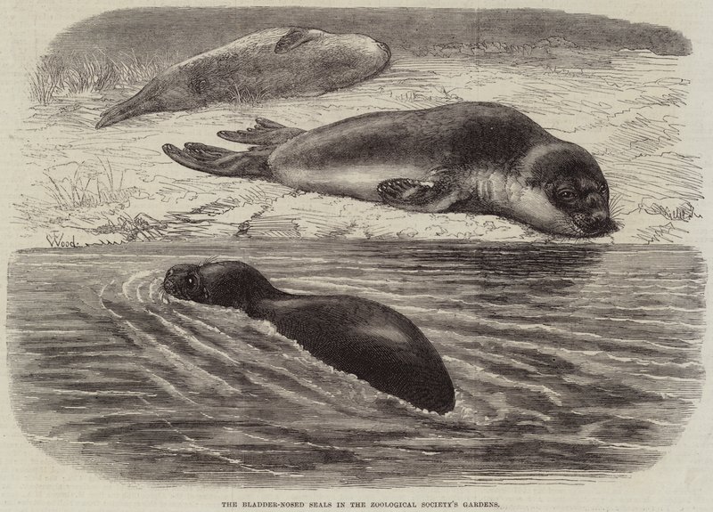 The Bladder-Nosed Seals in the Zoological Society