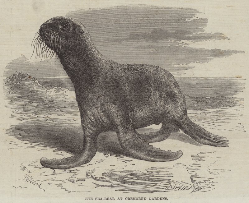 The Sea-Bear at Cremorne Gardens by Thomas W. Wood