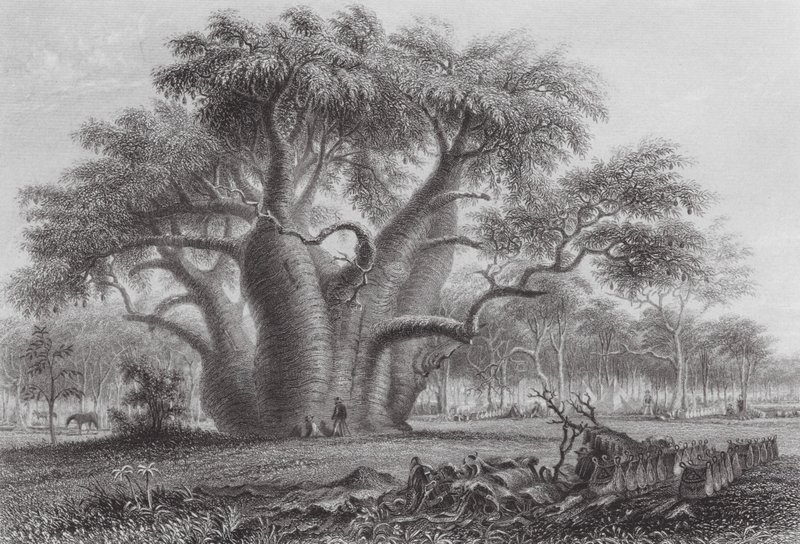 Australia: The Boab Tree by Thomas (after) Baines