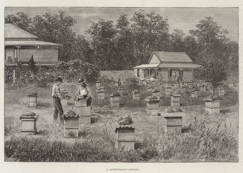 A Queensland Apiary by Thomas Harrington Wilson