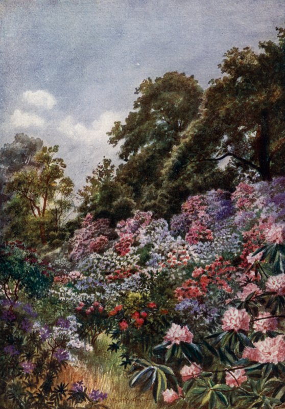 Kew Gardens: The Rhododendron Dell by Thomas Mower Martin