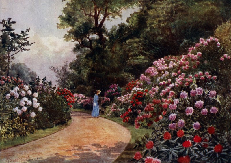 Kew Gardens: The Rhododendron Walk by Thomas Mower Martin