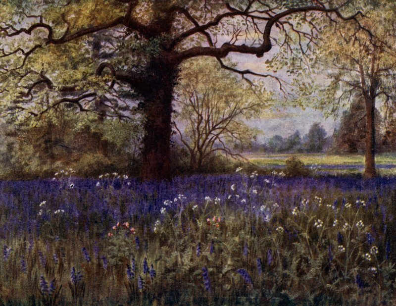 Kew Gardens: Wild Hyacinths by Thomas Mower Martin