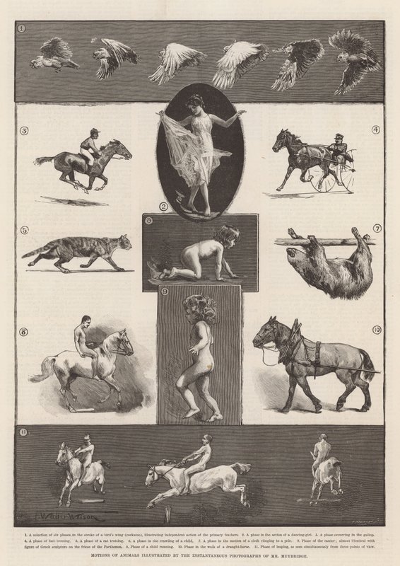Motions of Animals Illustrated by the Instantaneous Photographs of Mr Muybridge by Thomas Walter Wilson