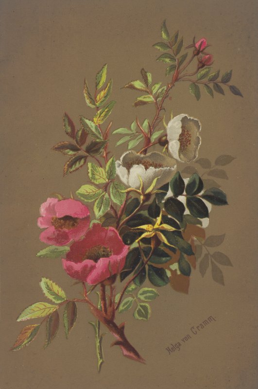 Wild Roses by Unbekannt Unbekannt