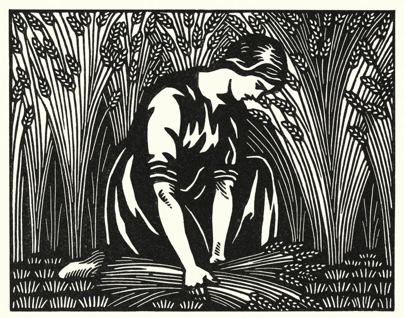 Illustration for Tess of the d