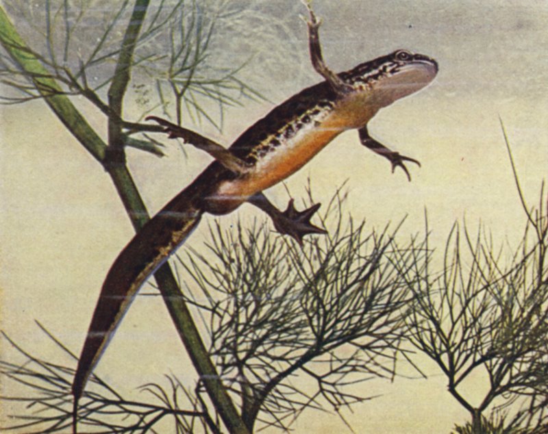 Palmate Newt, Male, Molge Palmata by W. J. Stokoe