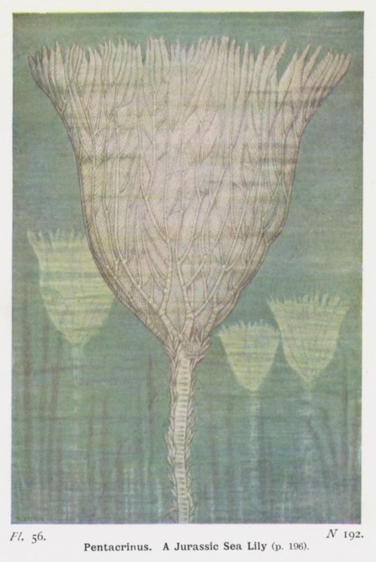 Pentacrinus, A Jurassic Sea Lily by W. J. Stokoe