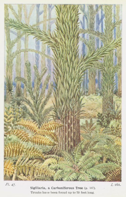 Sigillaria, a Carboniferous Tree by W. J. Stokoe