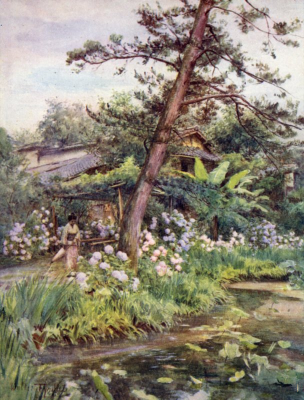 Hydrangeas in Tea Garden at Nichi Otani, Kyoto by Walter Frederick Roofe Tyndale