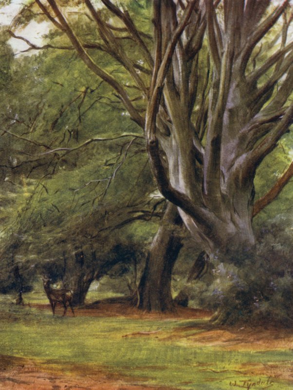 The New Forest: Penerley Woods by Walter Frederick Roofe Tyndale