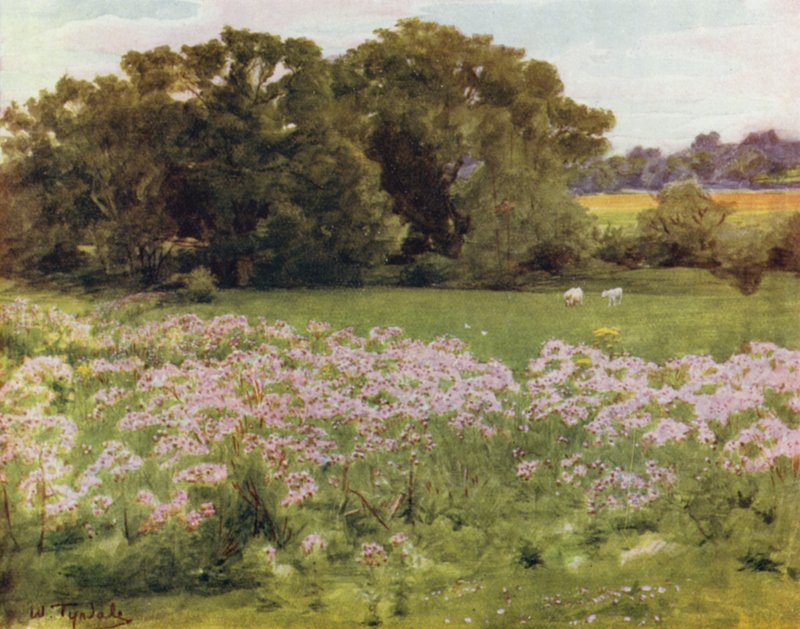 The New Forest: Riversdale, Boldre by Walter Frederick Roofe Tyndale