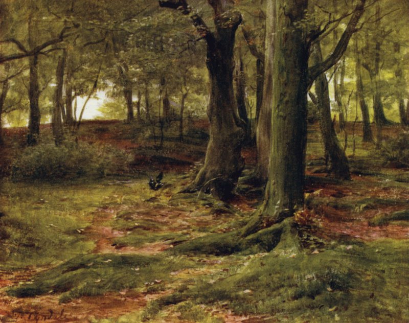 The New Forest: The Hill Woods, Lyndhurst by Walter Frederick Roofe Tyndale