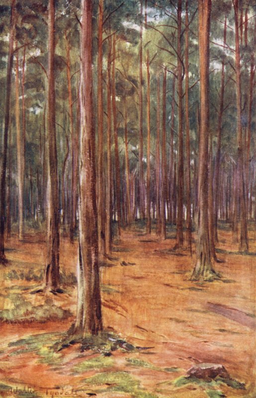 Wessex: Pine-Woods Near Bournemouth by Walter Frederick Roofe Tyndale