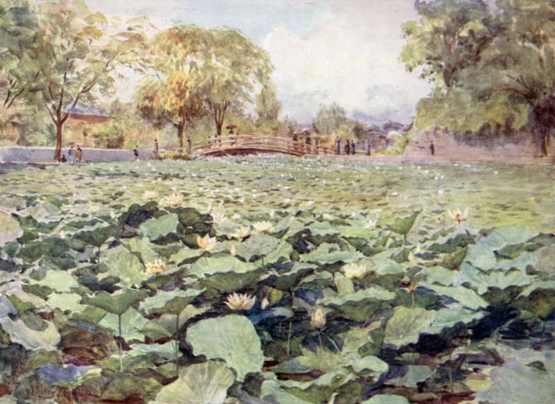 White Lotus, the Castle Moat, Kofu by Walter Frederick Roofe Tyndale