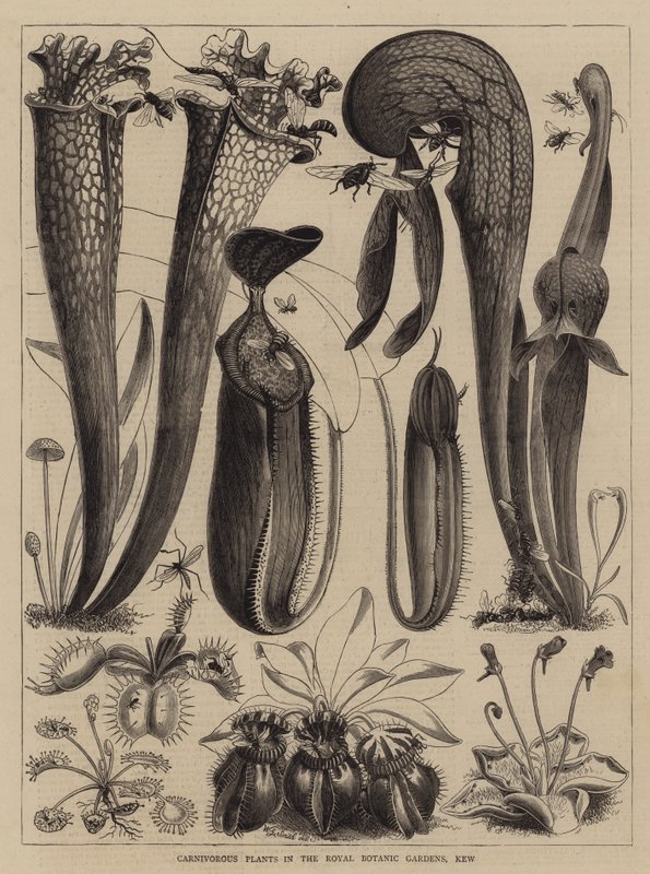 Carnivorous Plants in the Royal Botanic Gardens, Kew by Walter Granville Smith