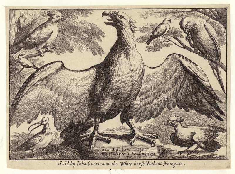 Eagle and other birds by Wenceslaus Hollar