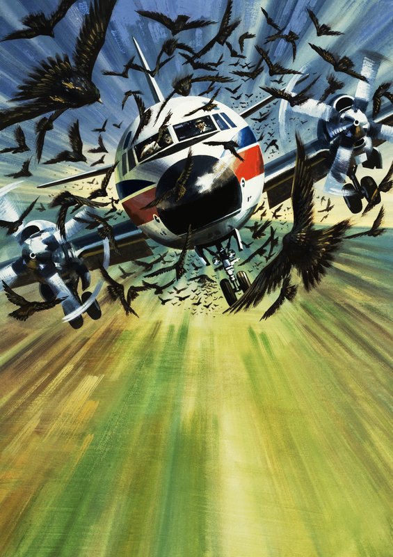A Passenger Airliner Threatened by a Flock of Birds by Wilf (20th century) Hardy