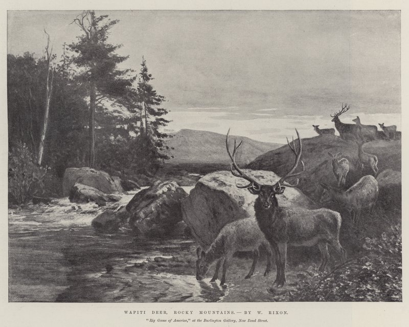 Wapiti Deer, Rocky Mountains by William Augustus Rixon