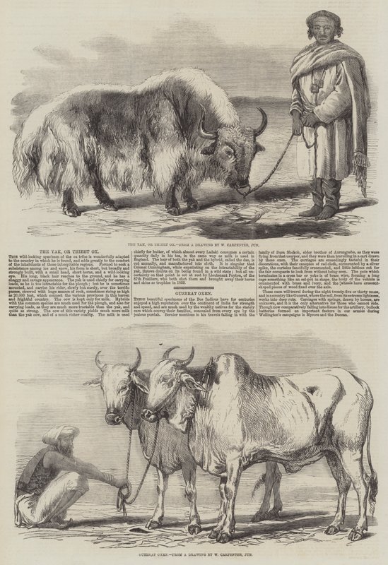 The Yak, or Thibet Ox by William Carpenter