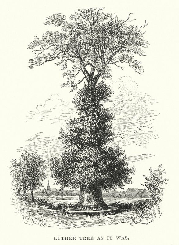 Luther Tree as it was by William Henry James after Boot