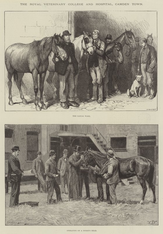 The Royal Veterinary College and Hospital, Camden Town by William Barnes Wollen