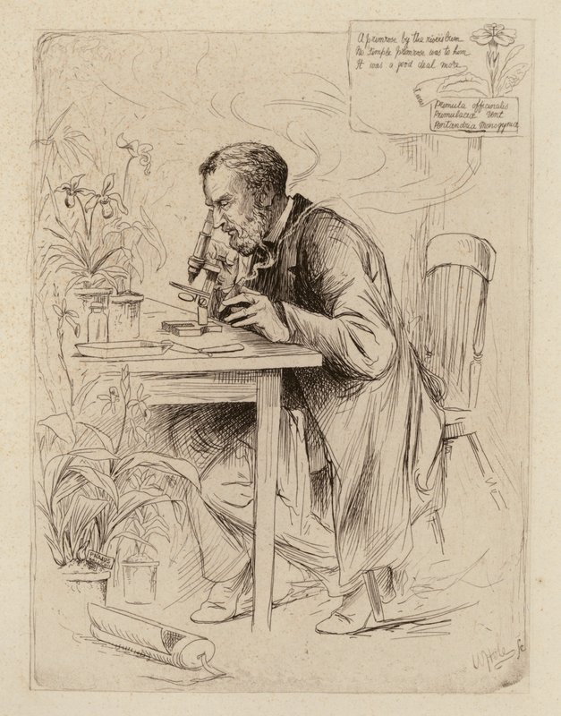 Alexander Dickson, Professor of Botany (engraving) by William Brassey (after) Hole