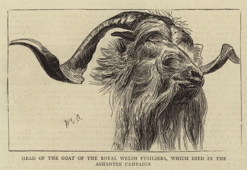 Head of the Goat of the Royal Welsh Fusiliers, Which Died in the Ashantee Campaign by William Edward Atkins