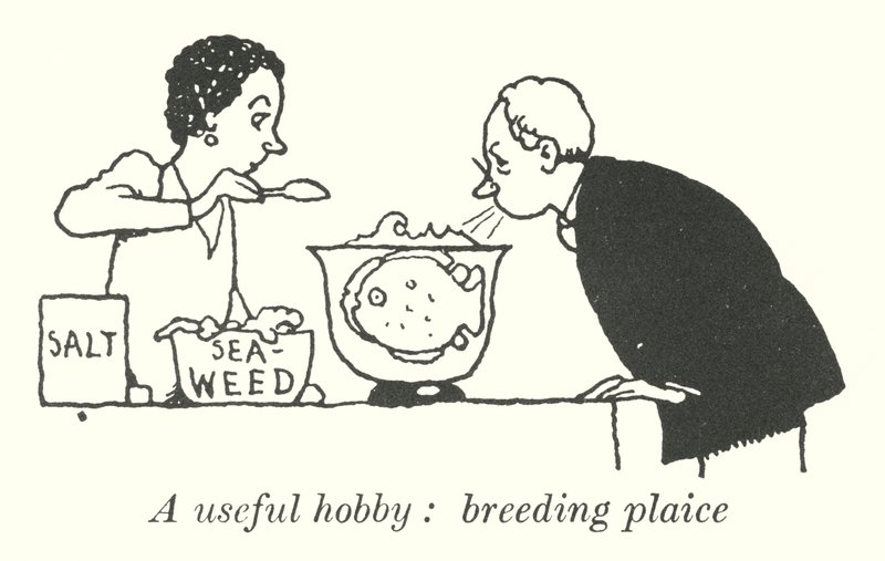 A useful hobby, breeding plaice by William Heath Robinson