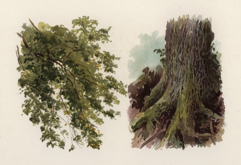 Trees: The Elm by William Henry James (after) Boot