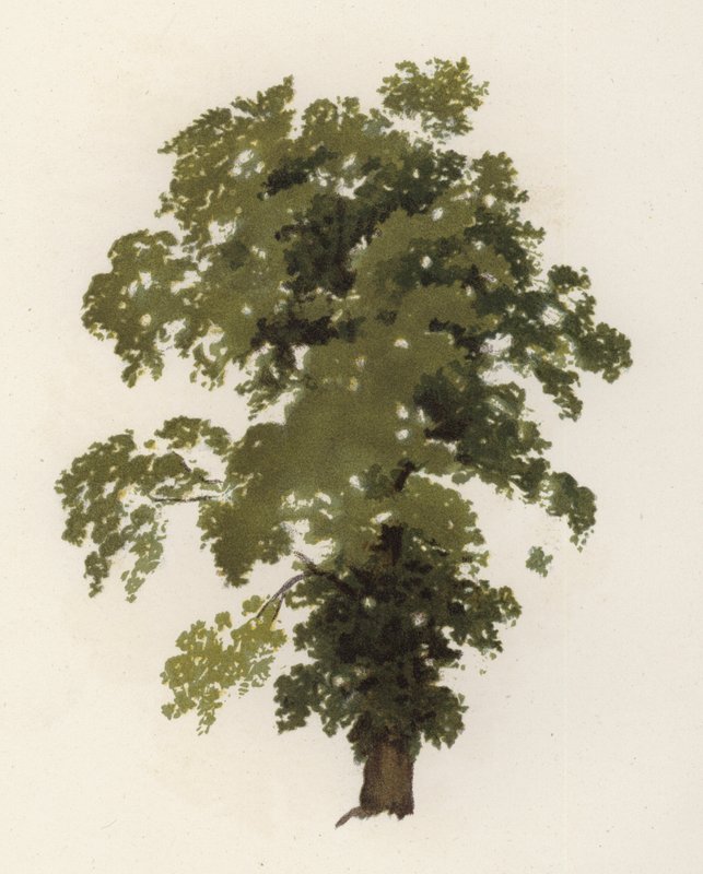 Trees: The Elm by William Henry James (after) Boot